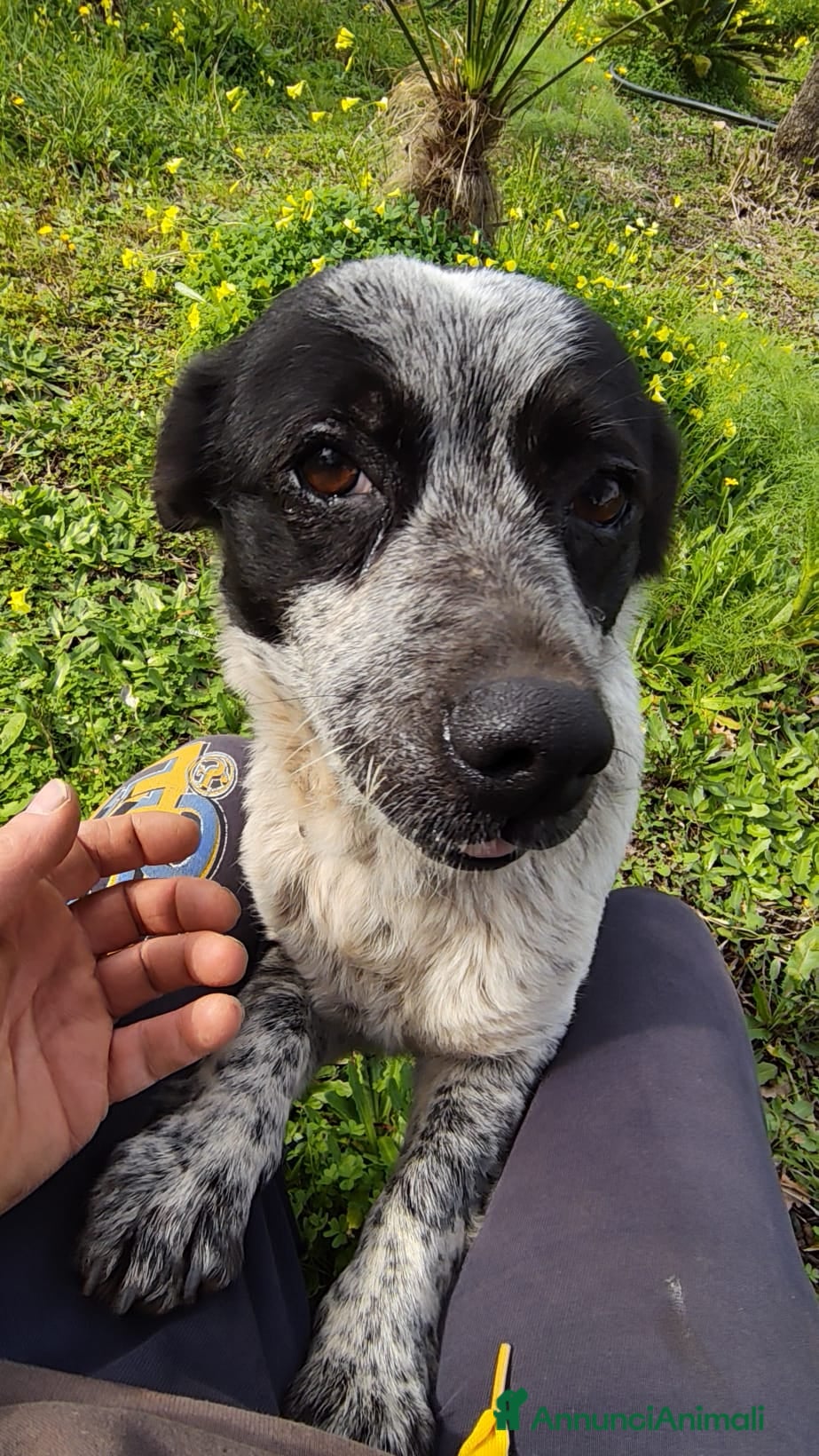 Meticcio cani BETTY TAGLIA PICCOLA  - Annuncio 12