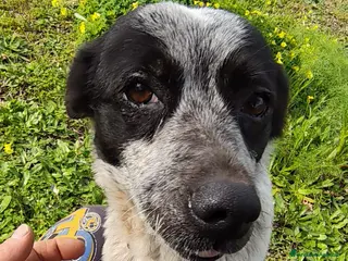 Meticcio cani BETTY TAGLIA PICCOLA - Annuncio 12