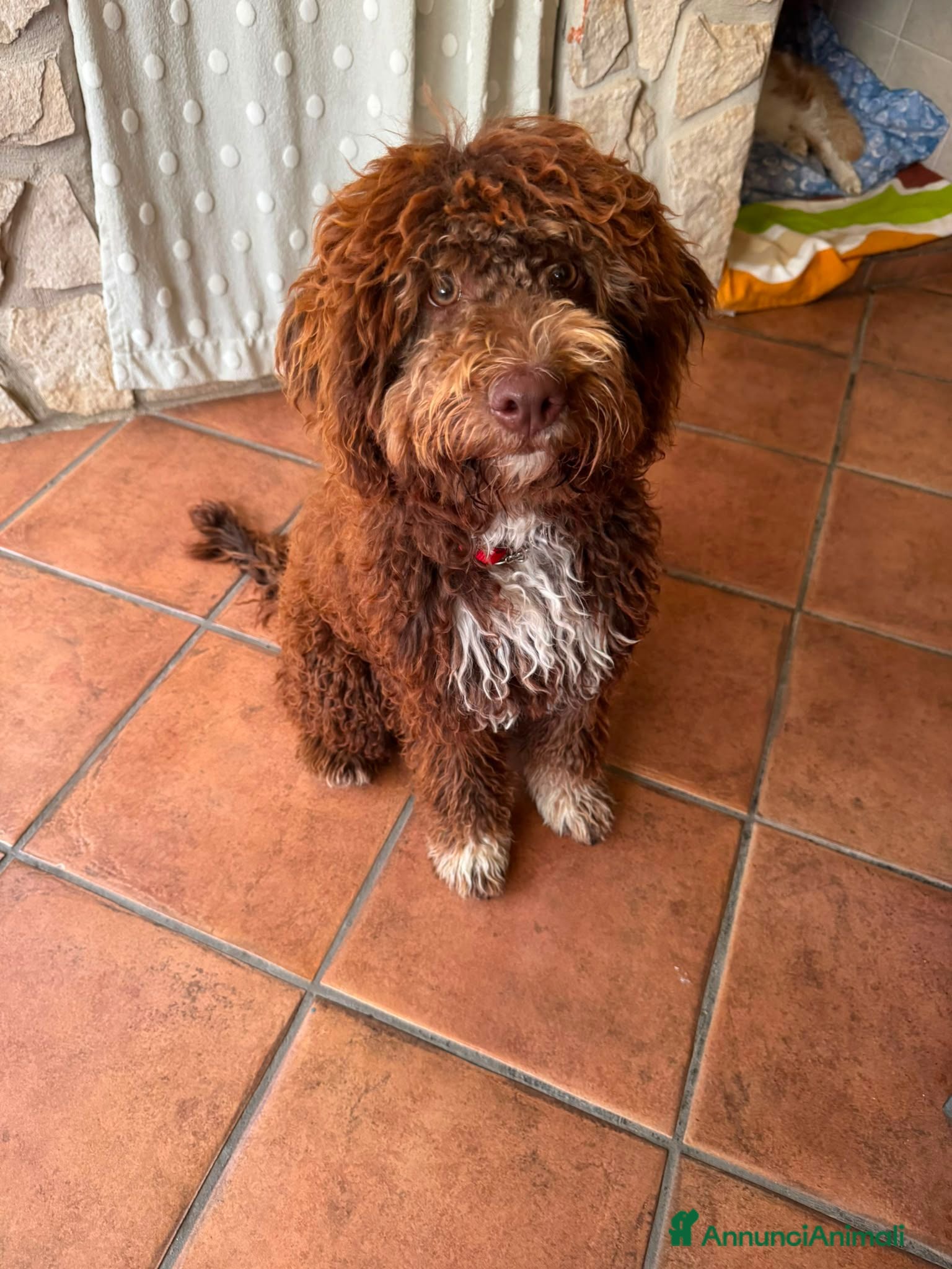 Lagotto cani Lagotto romagnolo - Annuncio 18