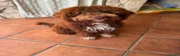 Lagotto cani in vendita: Lagotto romagnolo a Città metropolitana di Roma Capitale - Annuncio 1