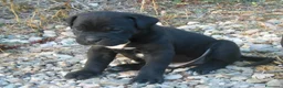 Cane Corso cani in vendita: Spettacolari cuccioli di Cane Corso  - Annuncio 8