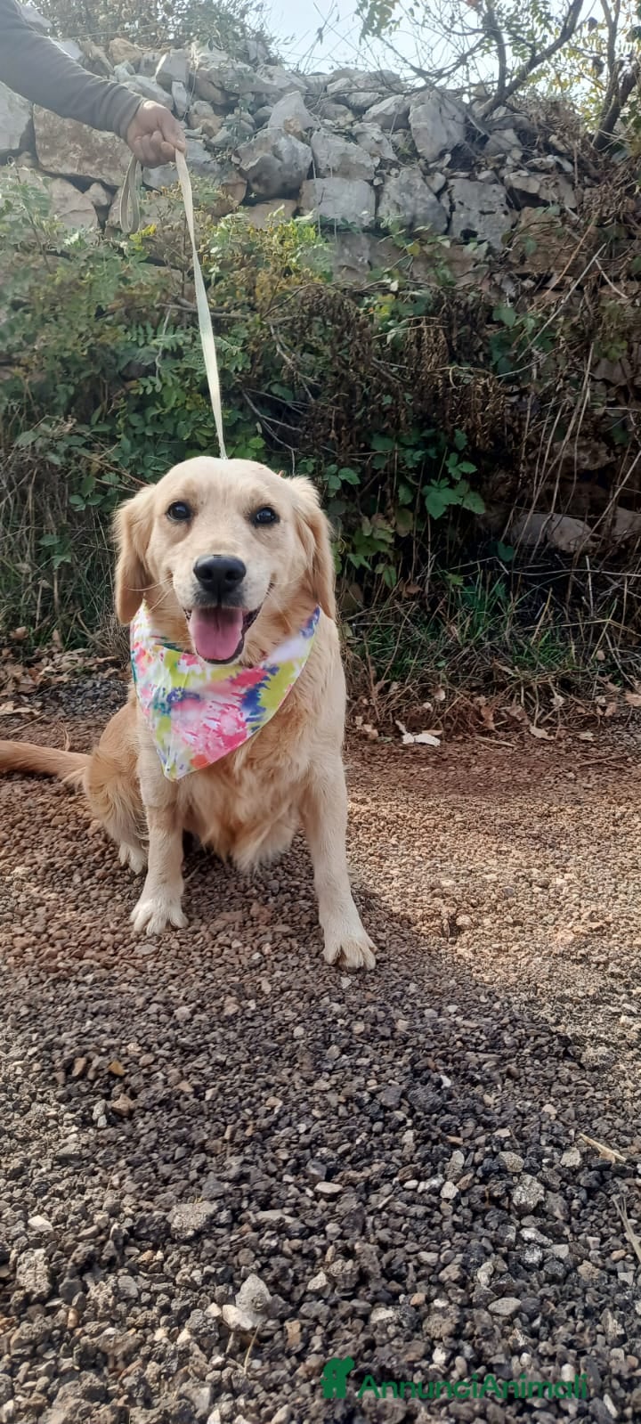 Golden Retriever cani Cindrella, una splendida Golden Retriever - Annuncio 2
