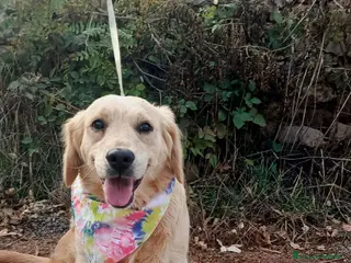 Golden Retriever cani Cindrella, una splendida Golden Retriever - Annuncio 2