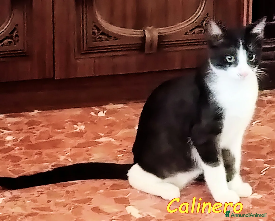 Europeo gatti in regalo: CALIMERO DOLCISSIMO BIANCONERINO - Annuncio 3