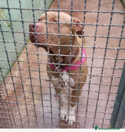 Pitbull cani Pitbull Red Nose NON TROVA PACE! NAPOLI - Annuncio 9