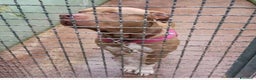 Pitbull cani in regalo: Pitbull Red Nose NON TROVA PACE! NAPOLI - Annuncio 1