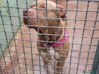 Pitbull cani Pitbull Red Nose NON TROVA PACE! NAPOLI - Annuncio 10