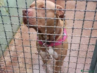 Pitbull cani Pitbull Red Nose NON TROVA PACE! NAPOLI - Annuncio 28