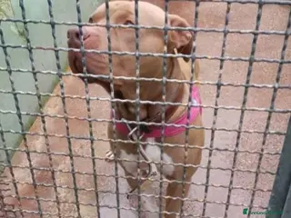 Pitbull cani Pitbull Red Nose NON TROVA PACE! NAPOLI - Annuncio 4