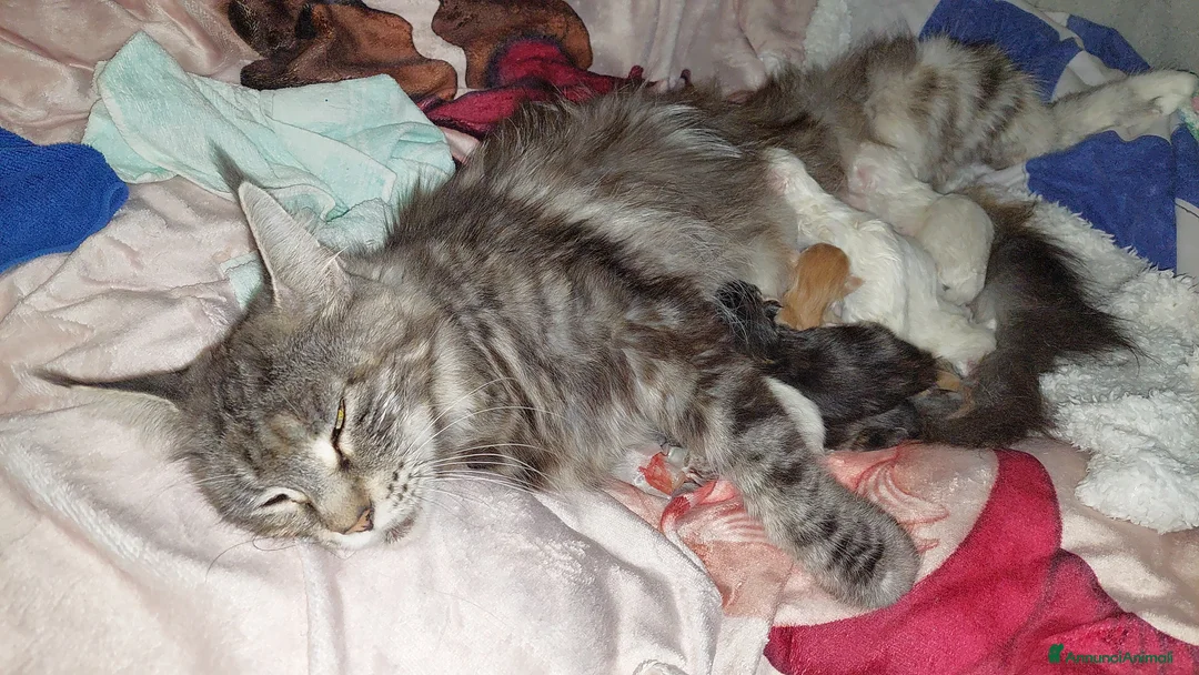 Maine Coon gatti in vendita: Cuccioli Maine Coon di tanti colori a Provincia di Alessandria - Annuncio 10