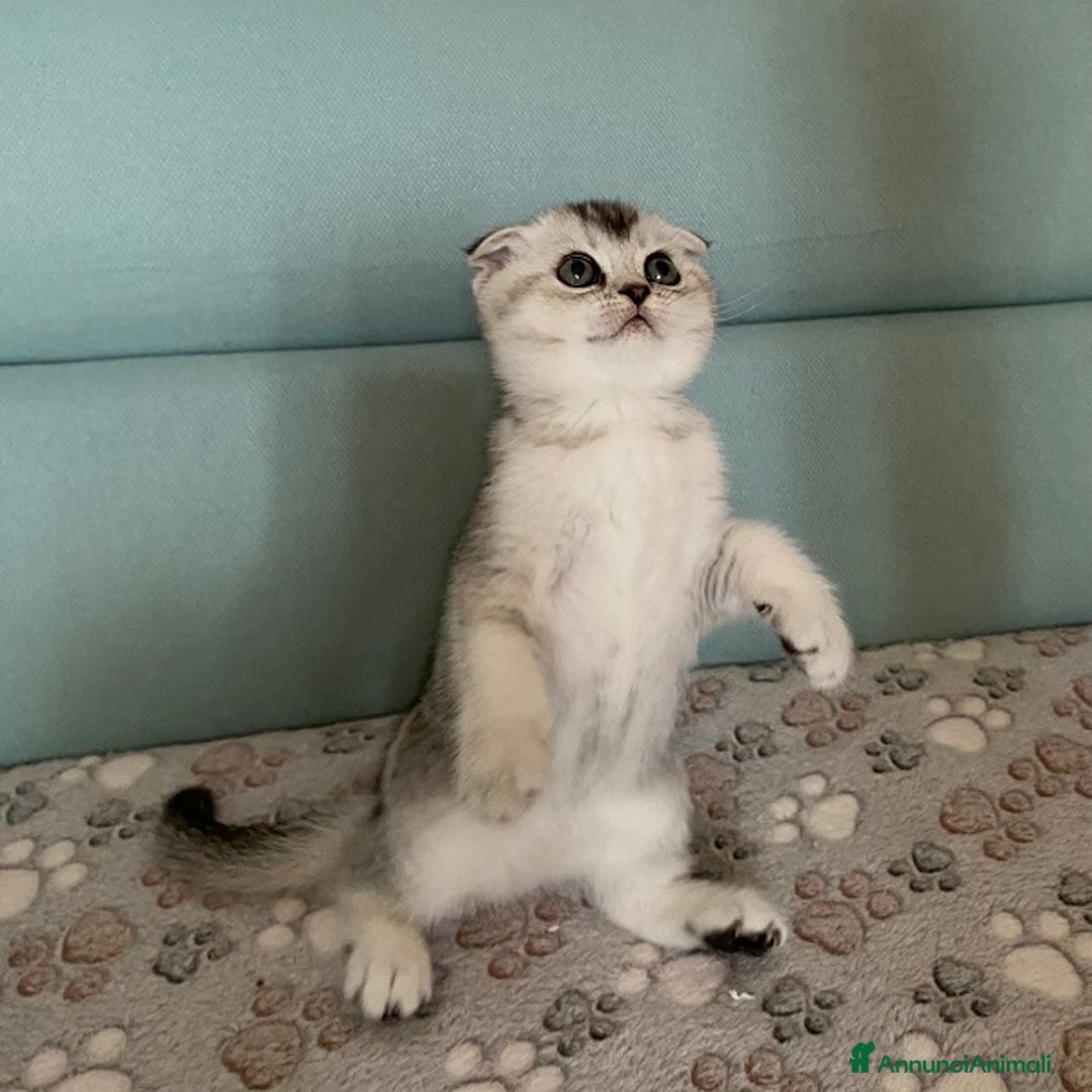 Scottish gatti in vendita: Cuccioli Scottish Fold e Straight a Villafranca di Verona - Immagine 13