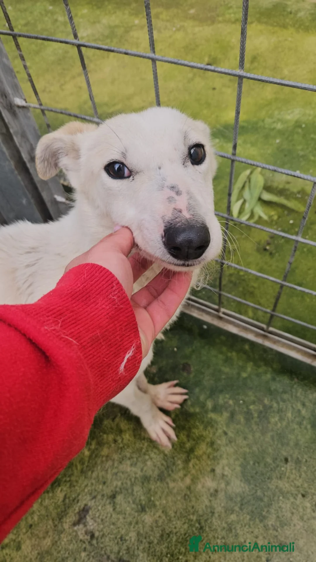 Meticcio cani in regalo: Oipe: docile e socievole. Taglia contenuta  - Annuncio 4