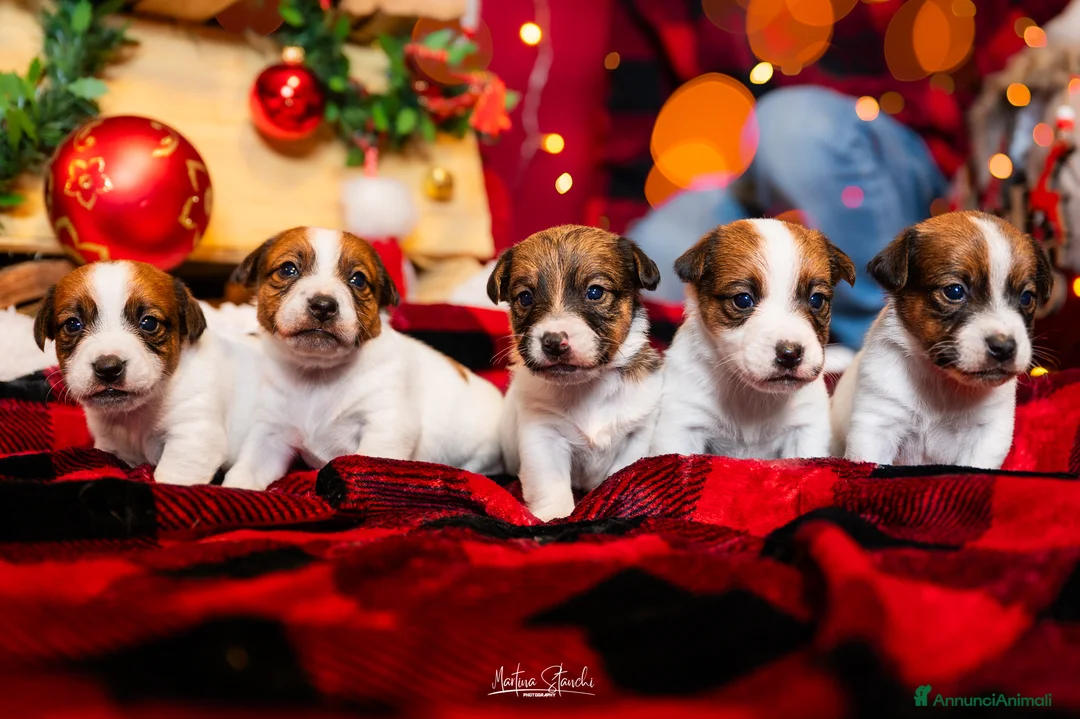 Jack Russell cani in vendita: Jack russell terrier  - Annuncio 5