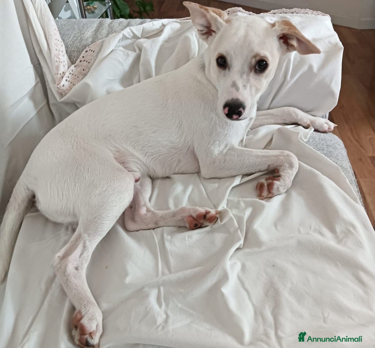 Meticcio cani Argo: giovane taglia piccola vivace ed energico  - Annuncio 1