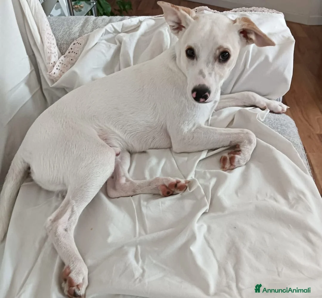 Meticcio cani in regalo: Argo: giovane taglia piccola vivace ed energico  - Annuncio 1