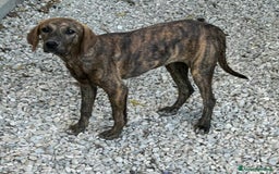 Meticcio cani in regalo: Sansone 5 mesi taglia media  - Immagine 4