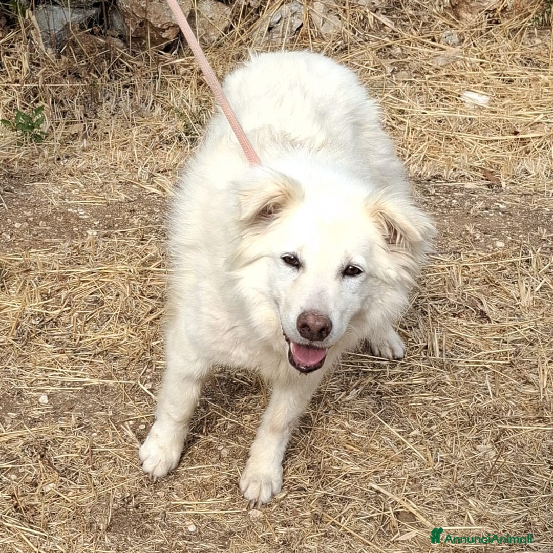 Meticcio cani in regalo: Nonna Penny Cerca Famiglia. Info Monica 3890238584 - Annuncio 22