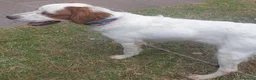 Breton cani in vendita: Breton cucciolone a Provincia di Perugia - Annuncio 4