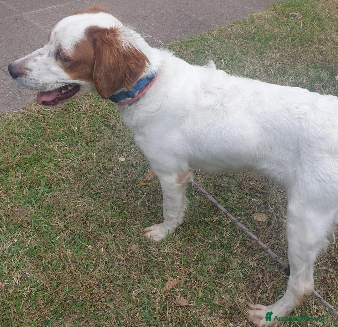 Breton cani in vendita: Breton cucciolone a Provincia di Perugia - Annuncio 4