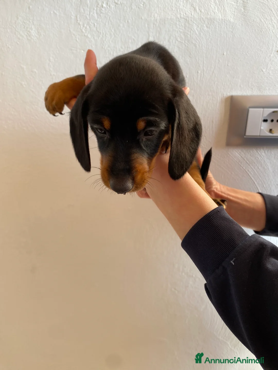 Bassotto cani in vendita: Bassotto nano tedesco a Città Metropolitana di Torino - Annuncio 5