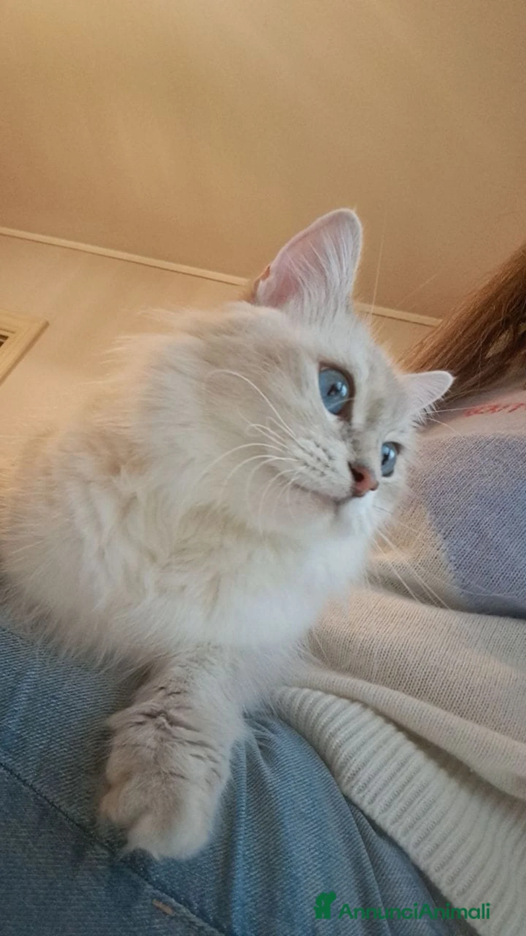 Siberiano gatti in vendita: Cucciola simil siberiana neva  - Annuncio 1