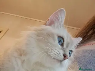 Siberiano gatti Cucciola simil siberiana neva - Annuncio 2