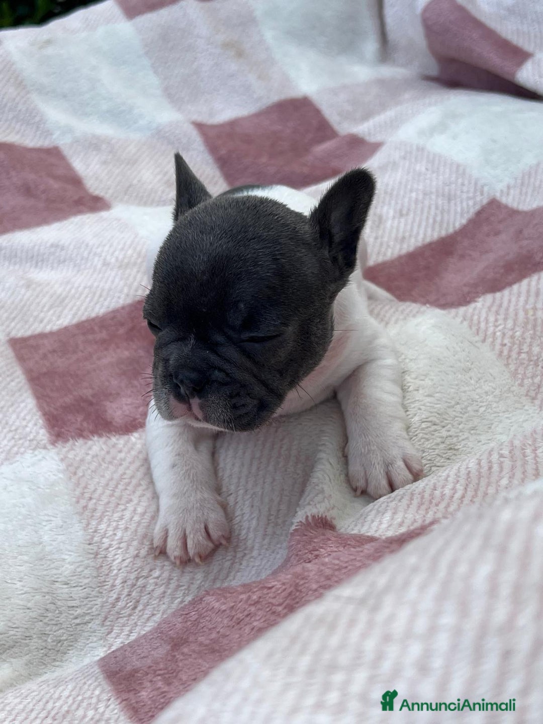 Bulldog Francese cani in vendita: Cuccioli bulldog francese esotici blu - Annuncio 13