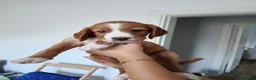 Meticcio cani in vendita: Cuccioli cani da caccia a Città Metropolitana di Bari - Annuncio 5