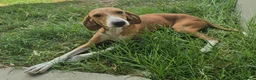 Segugio cani in regalo: Cassandra 1 anno segugia - Annuncio 3
