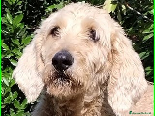 Meticcio cani ALDO dolce e tranquillo! - Annuncio 2