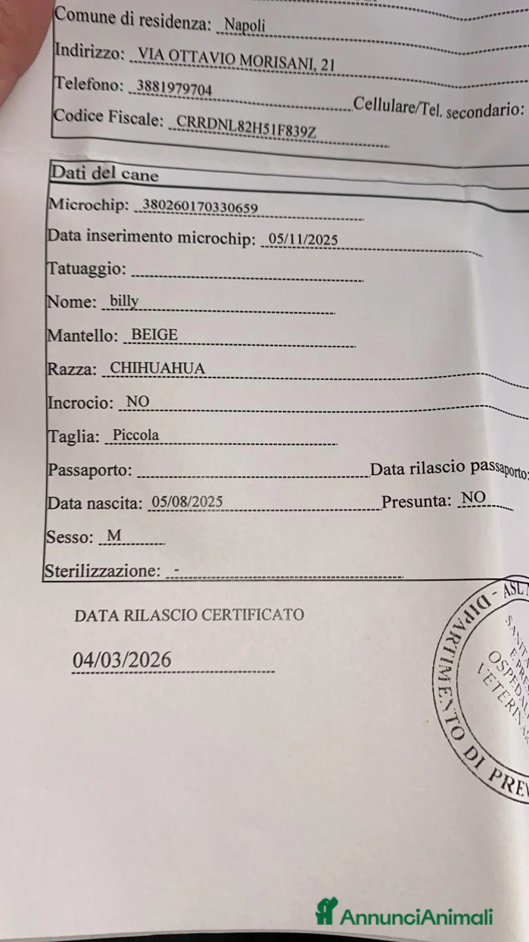 Chihuahua cani in vendita: Chihuahua - Annuncio 2