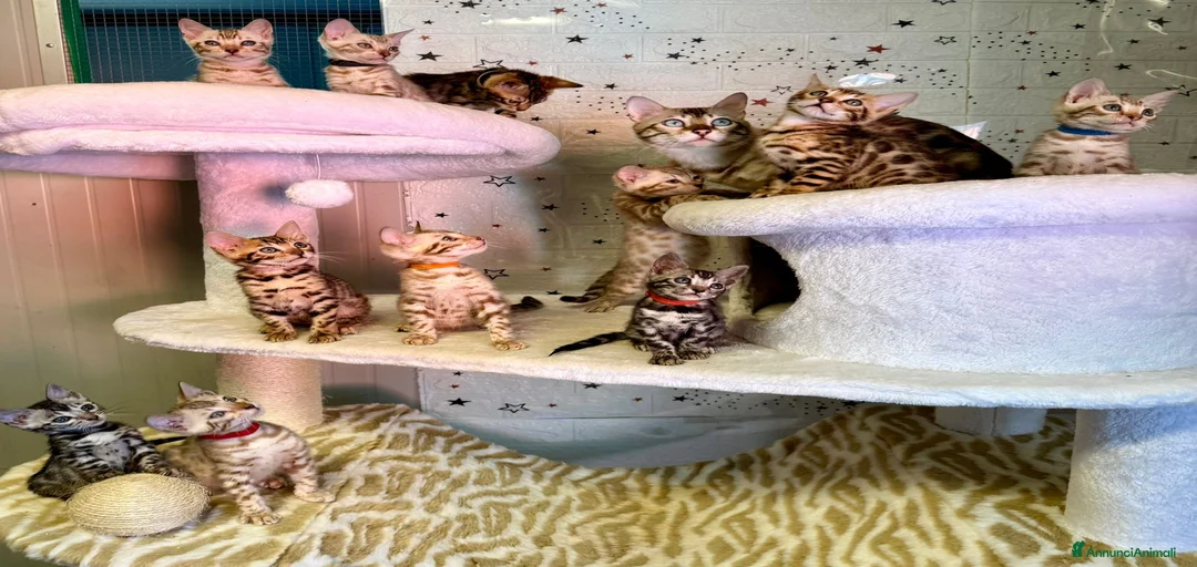 Immagine della galleria {{count}}