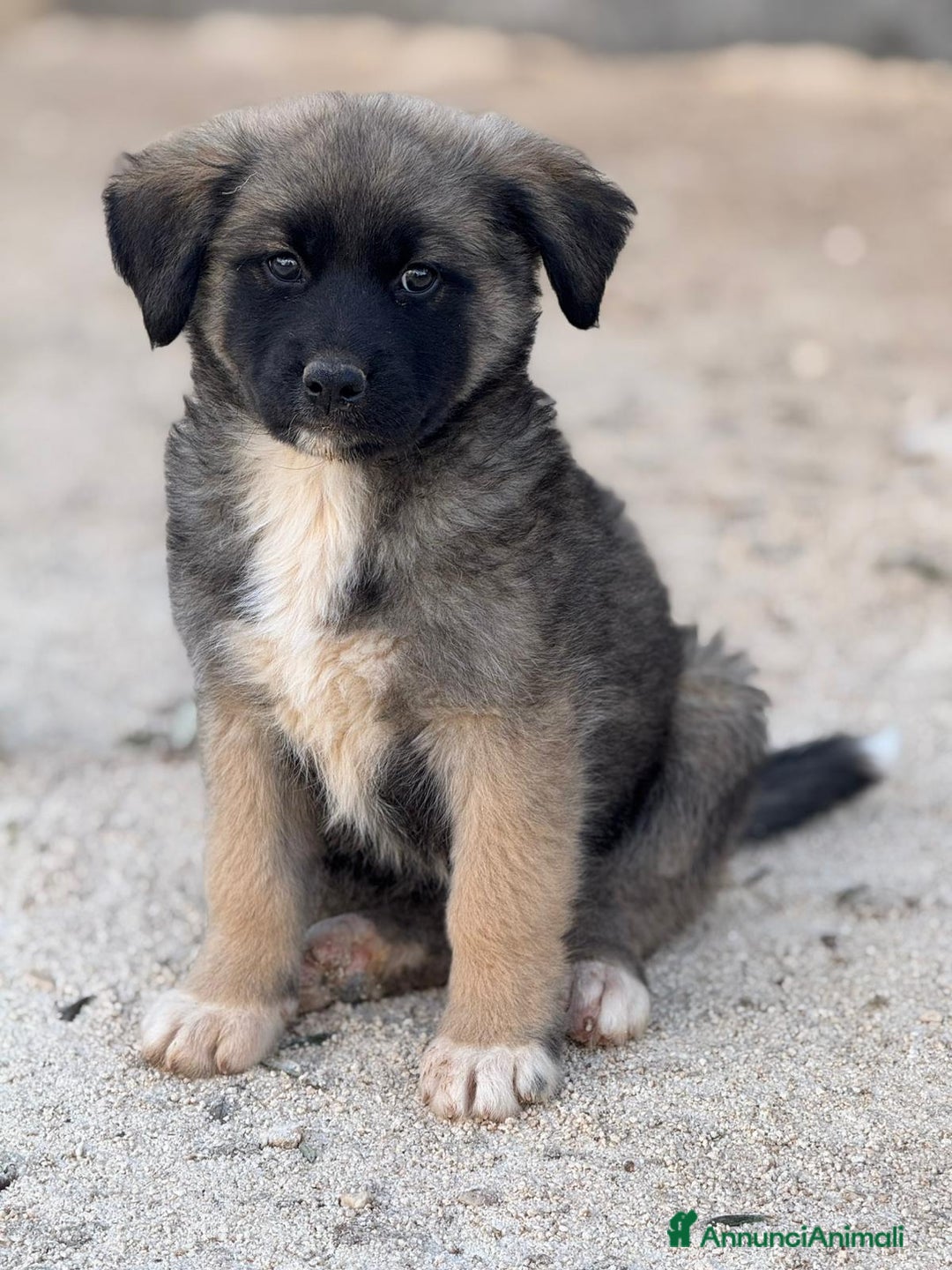 Altre razze cani in regalo: tini e tortellino - Annuncio 4