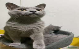 Certosino gatti in vendita: Certosina pedigree e affisso anfi a Provincia di Isernia - Immagine 7