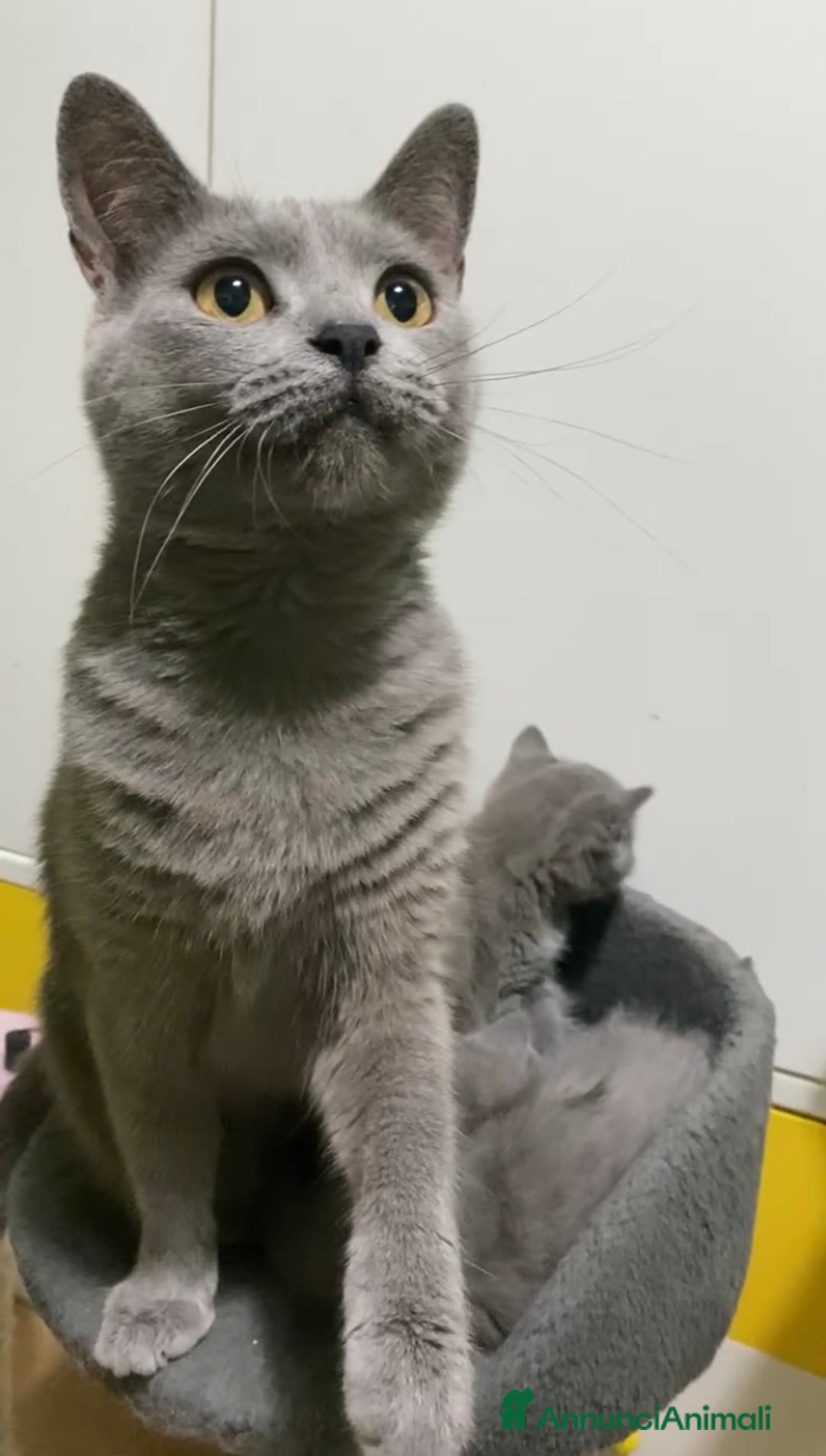 Certosino gatti in vendita: Certosina pedigree e affisso anfi a Provincia di Isernia - Immagine 7