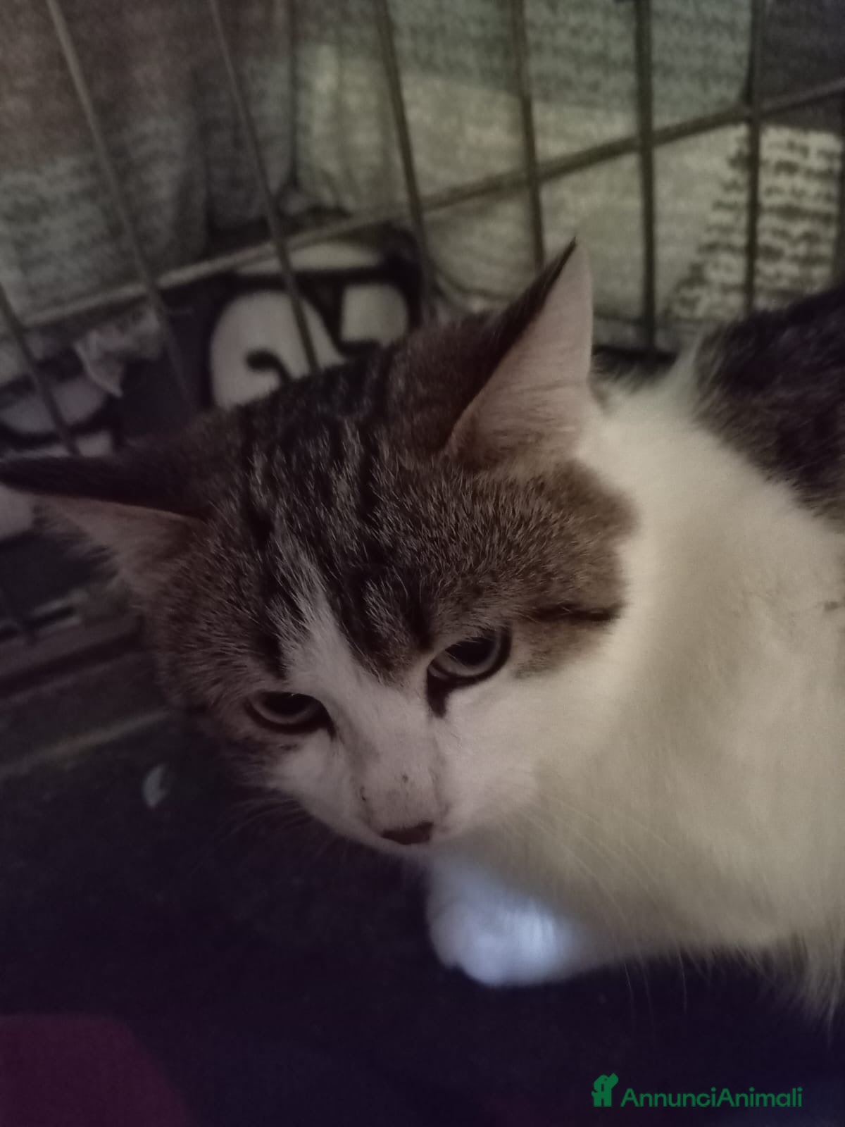 Europeo gatti gatta 4 mesi cerca casa❤️ - Annuncio 2