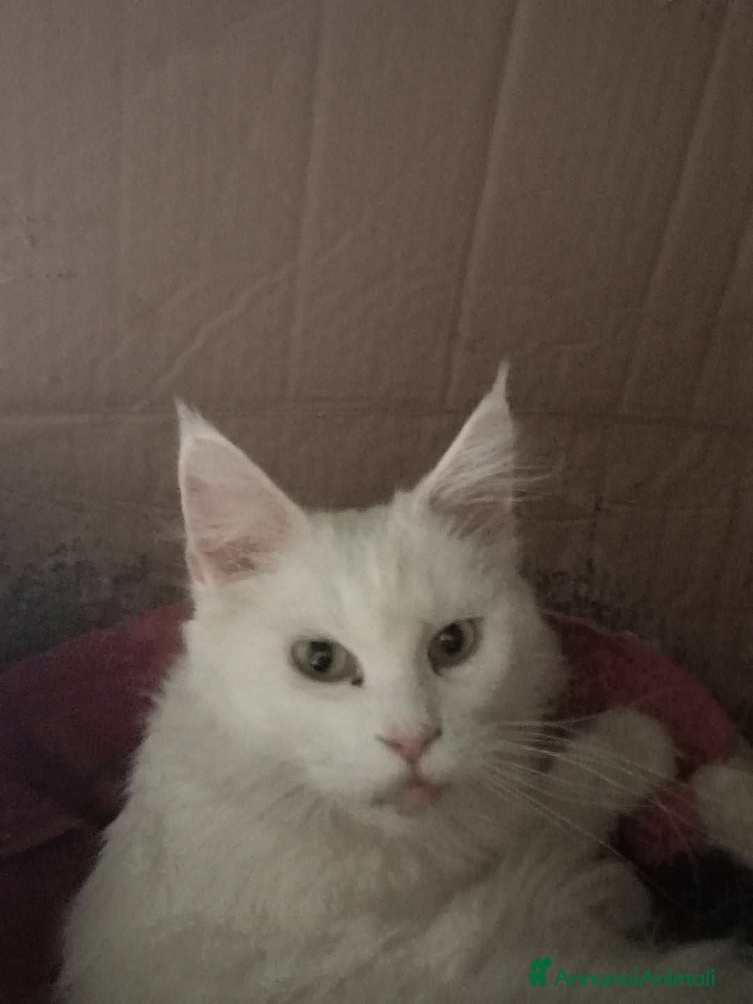 Maine Coon gatti in vendita: Maine coon  - Annuncio 7