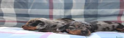 Bassotto cani in vendita: Cuccioli di bassotto - Annuncio 5