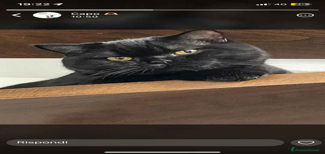 Immagine della galleria {{count}}