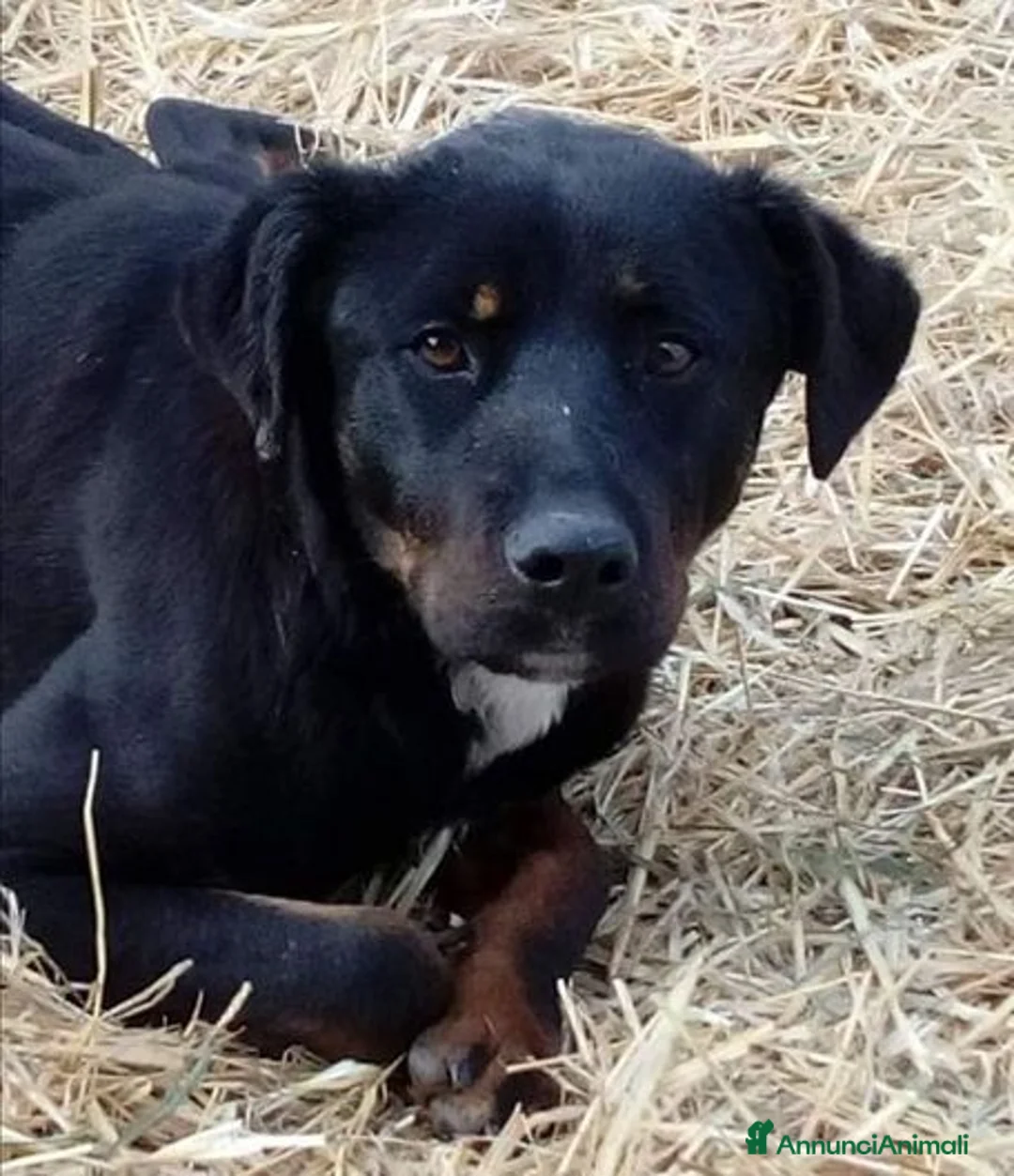 Meticcio cani in regalo: SARA salvata dalla strada a Provincia di Padova - Annuncio 5