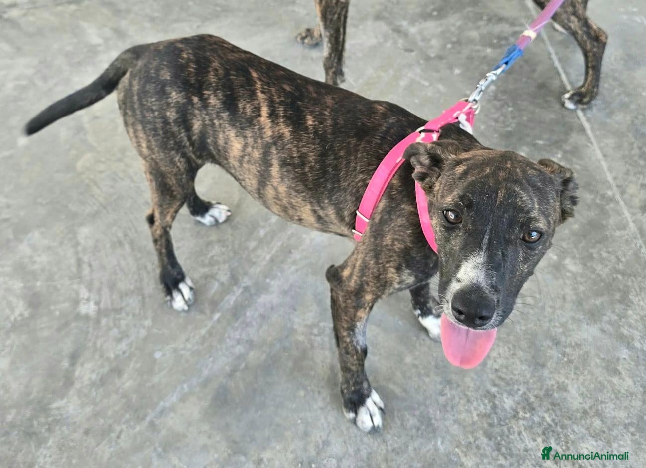 Meticcio cani in regalo: Clarice 6 mesi taglia piccola  - Annuncio 2