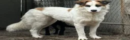 Meticcio cani in regalo: Sofia: amichevole e tranquilla, dolce con tutti  - Annuncio 2