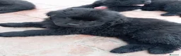 Terranova cani in vendita: Cuccioli terranova  - Annuncio 5