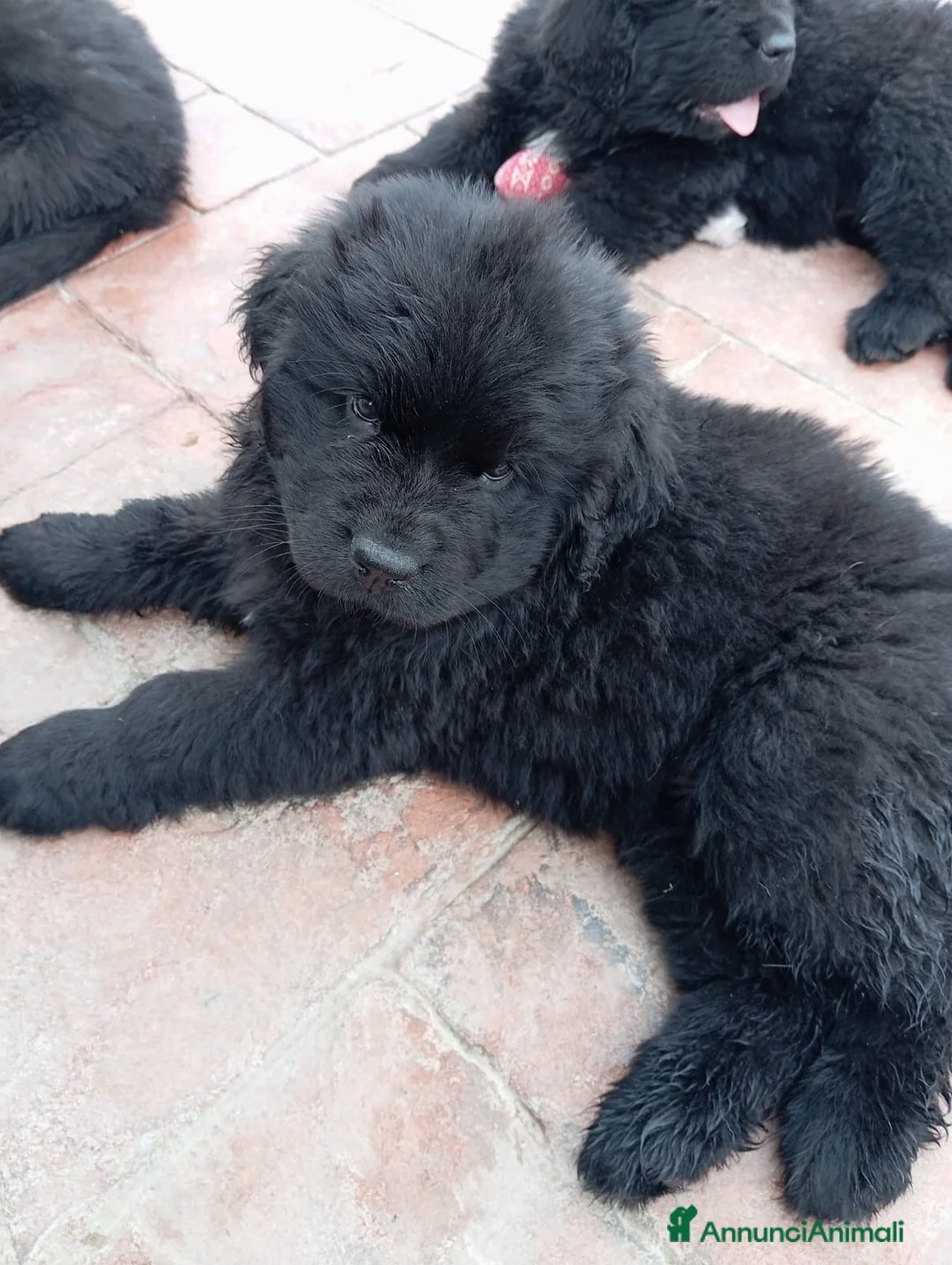 Terranova cani in vendita: Cuccioli terranova  - Annuncio 5