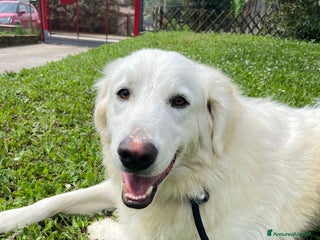 Meticcio cani TIMOTHY SEGNI PARTICOLARI BELLISSIMO, IN ADOZIONE - Annuncio 17