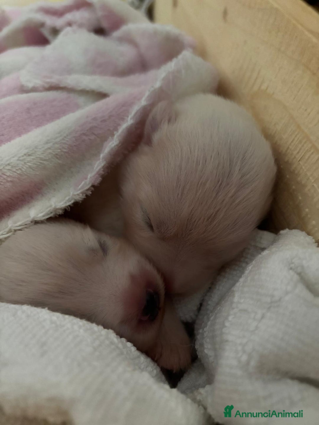 Samoiedo cani in vendita: Cuccioli di Samoiedo - Annuncio 3