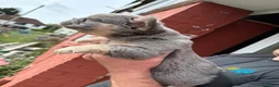 Bulldog Francese cani in vendita: Splendidi cuccioli di Bulldog francese a Città metropolitana di Milano - Annuncio 28