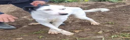 Meticcio cani in regalo: Bus bus - Annuncio 4