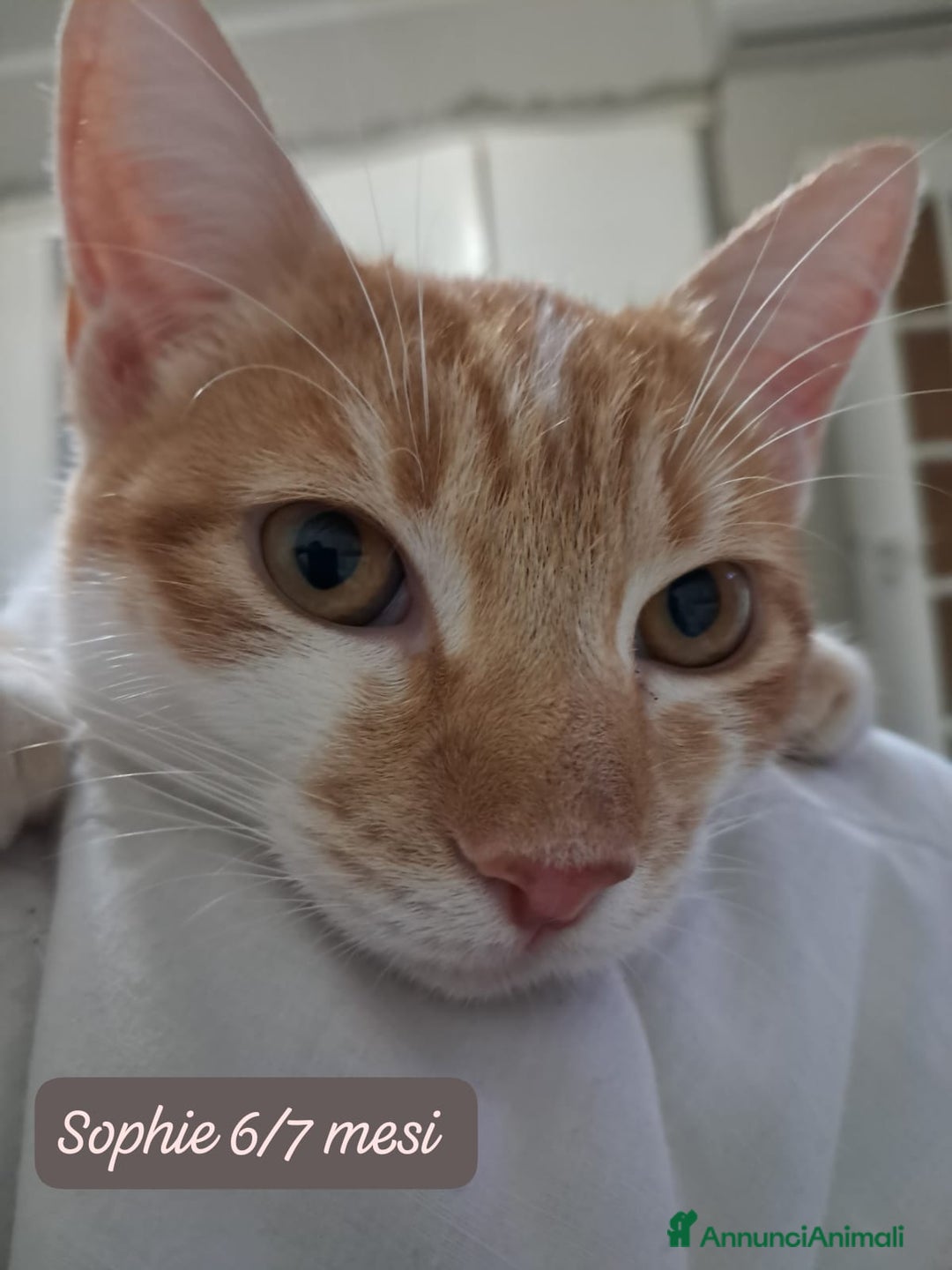 Altre razze gatti in regalo: Gattini desiderosi di trovare famiglia  - Annuncio 4