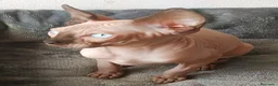 Sphynx gatti in vendita: GATTINO MASCHIO ELFO STRAIGHT SPHYNX GATTO NUDO  - Annuncio 5